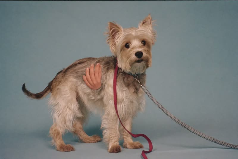 A shaggy terrier waiting to be groomed
