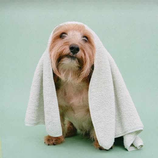 A freshly bathed small terrier